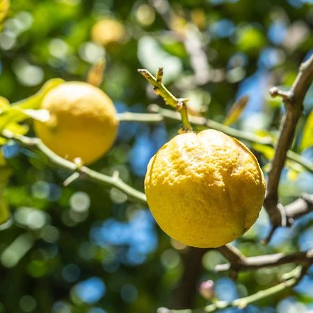 Agriturismo Giorgi Appartamenti In Riviera Ligure アルベンガ エクステリア 写真